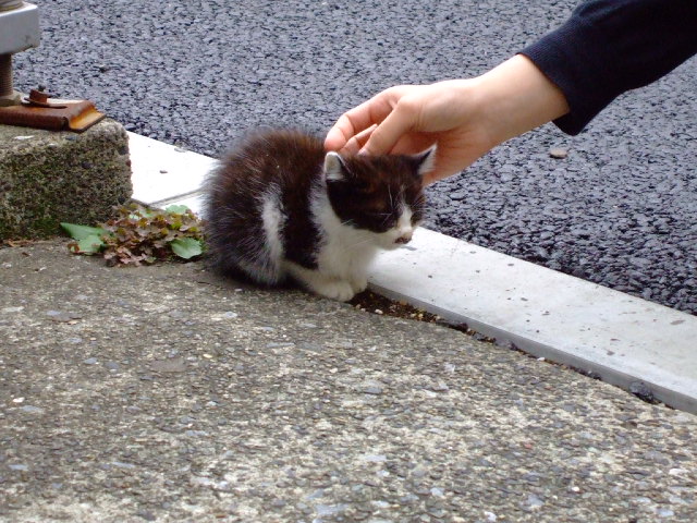 ちび猫 今日も白黒